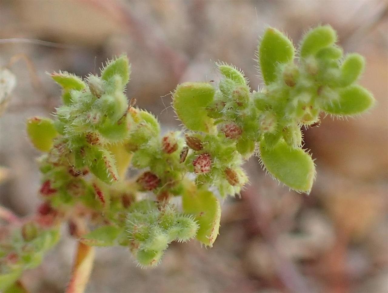 Herniaria hirsuta fruit