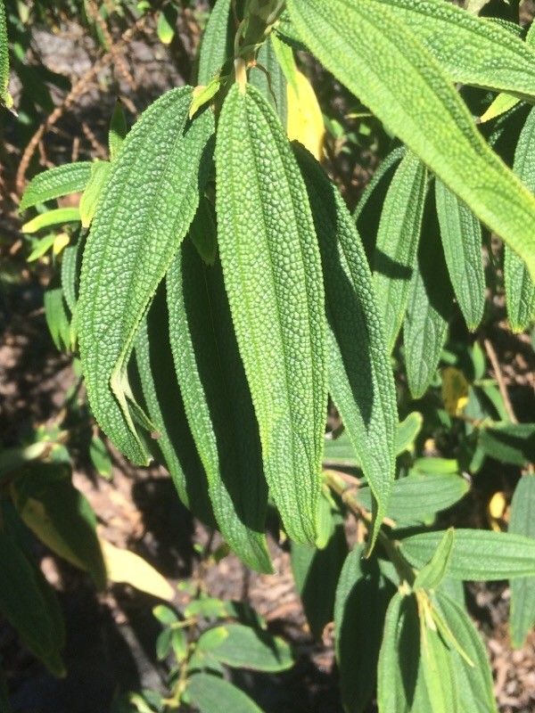 Boehmeria penduliflora leaf