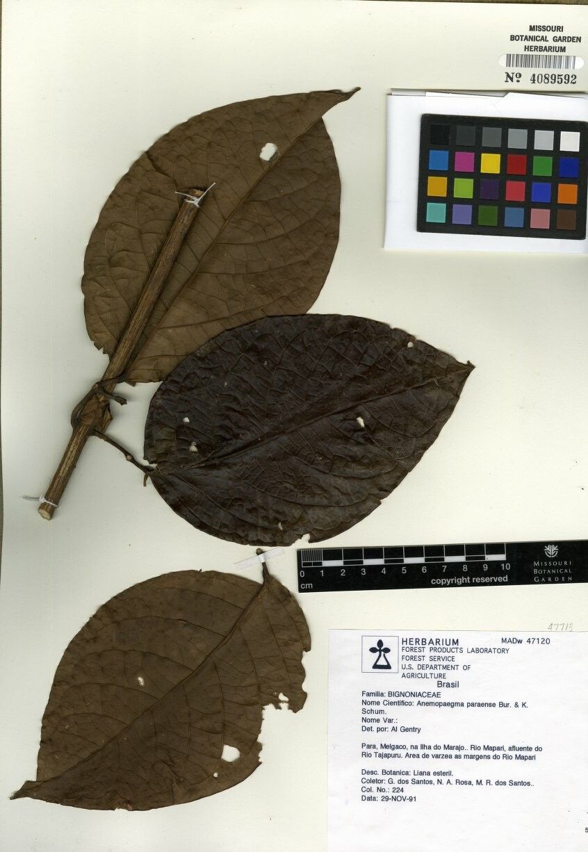 Anemopaegma paraense other