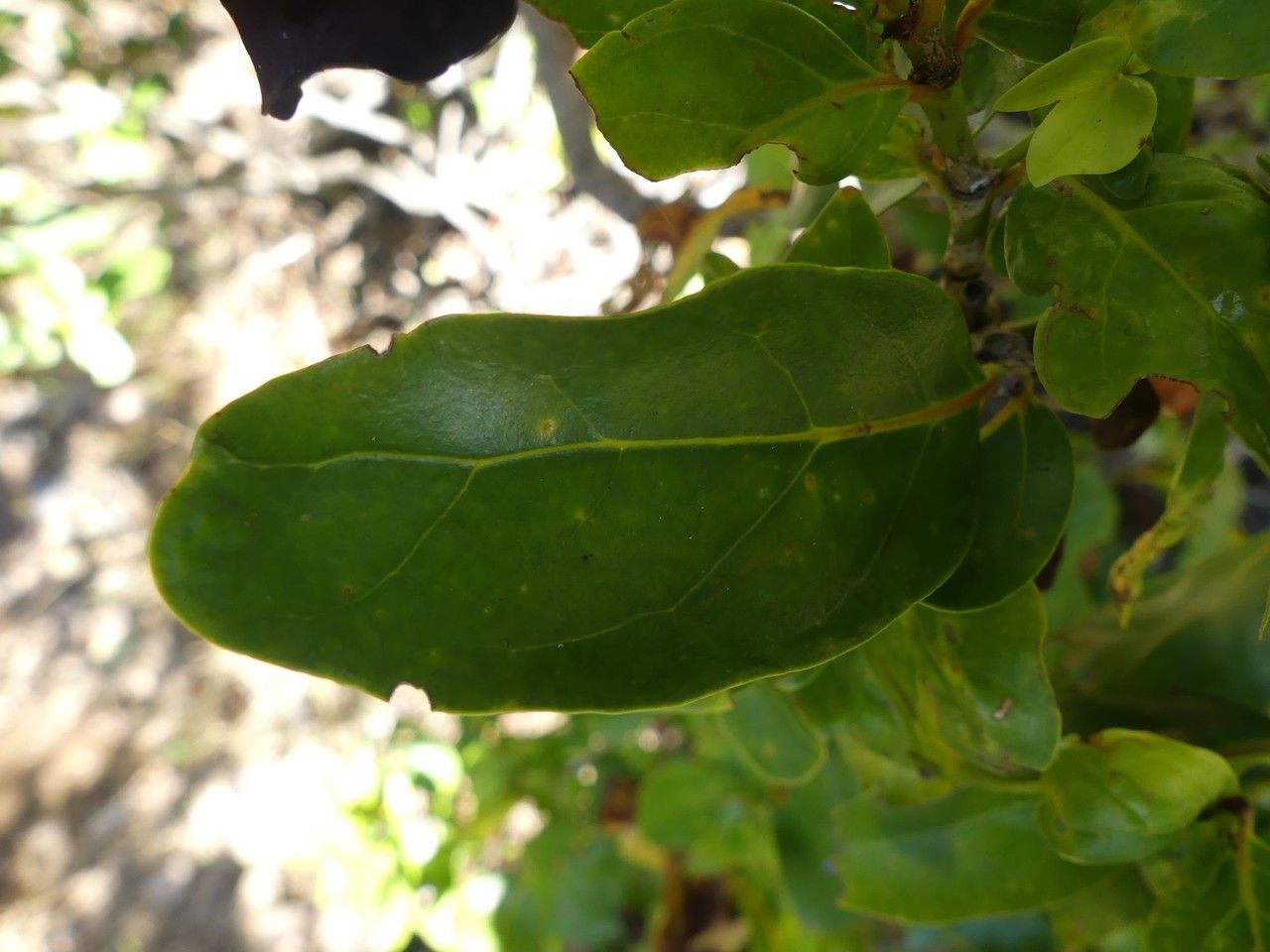 Pyrostria bibracteata leaf