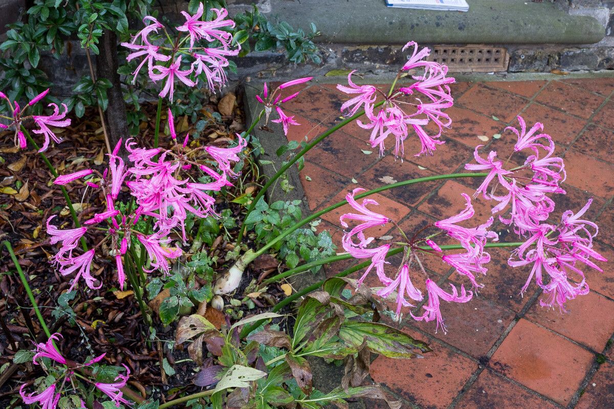 Nerine undulata flower