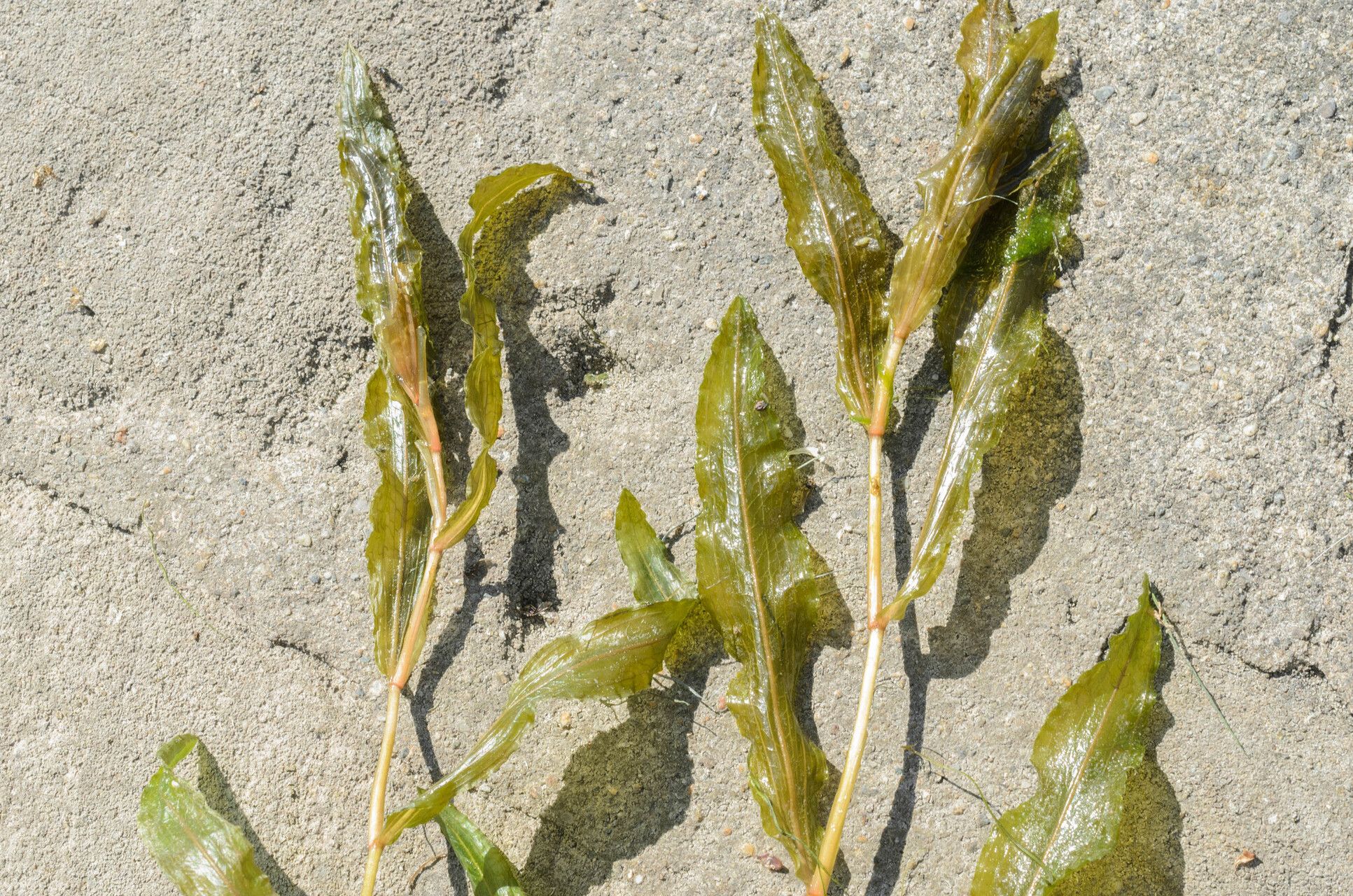 Potamogeton × salicifolius — search result for 'Potamogeton'