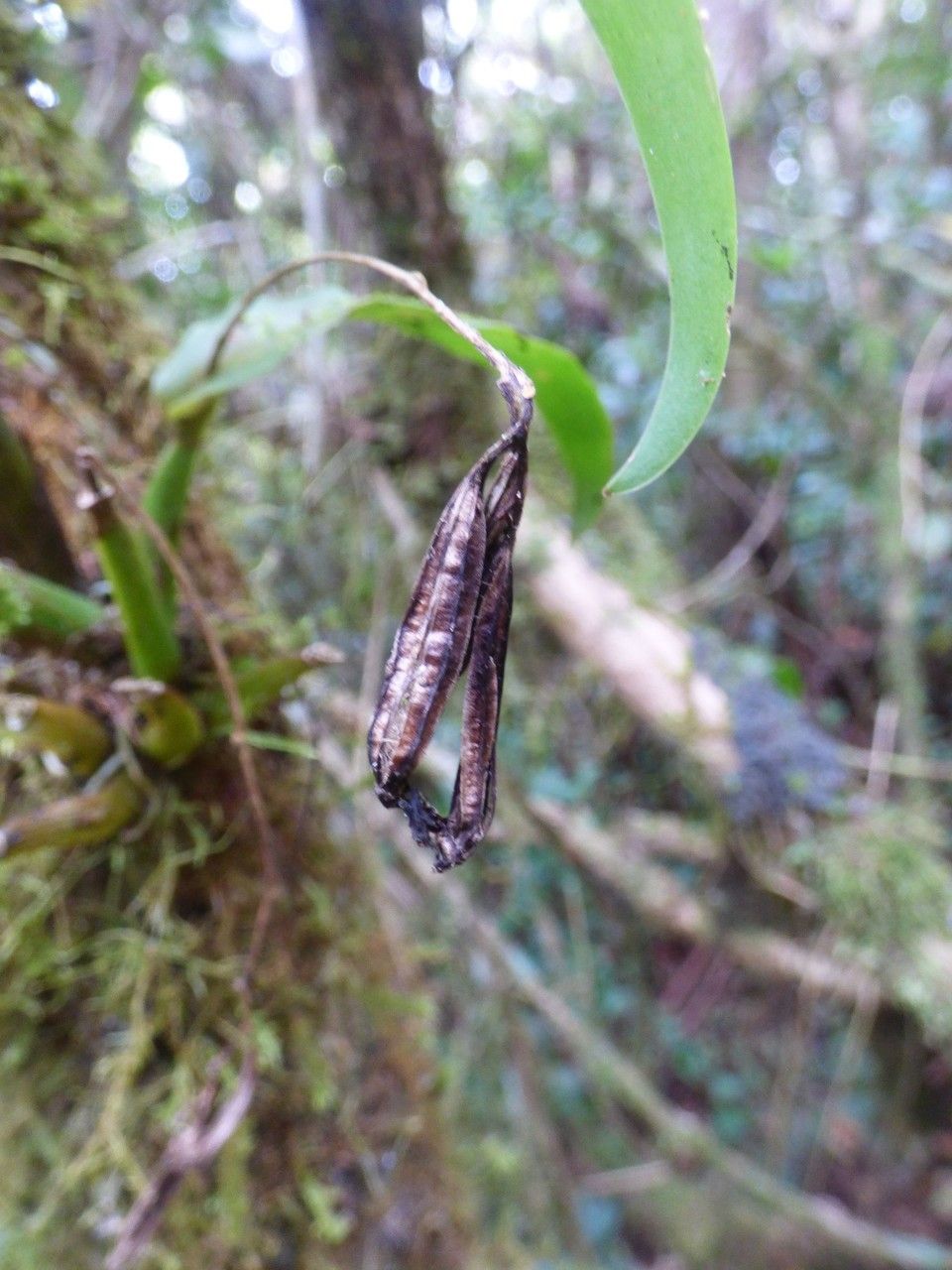 Polystachya cultriformis fruit