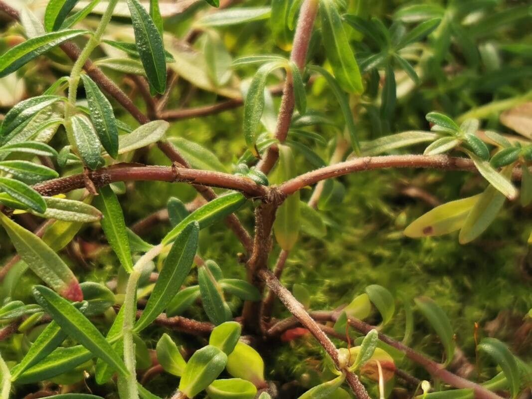 Satureja spicigera bark