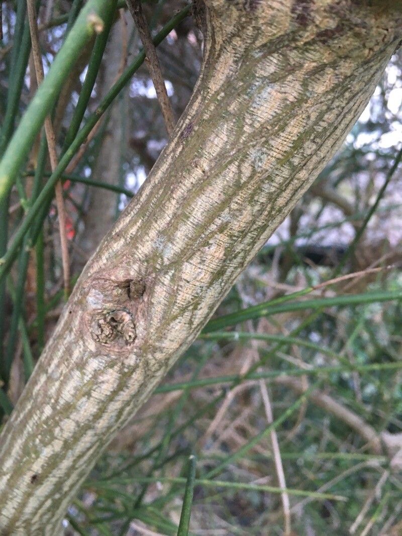 Cytisus praecox bark
