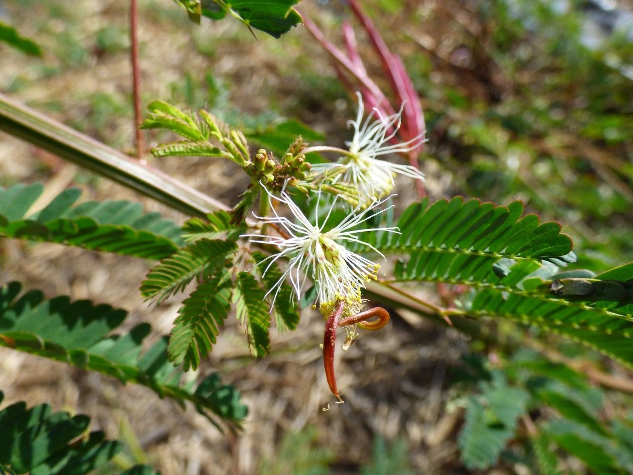 Desmanthus virgatus flower
