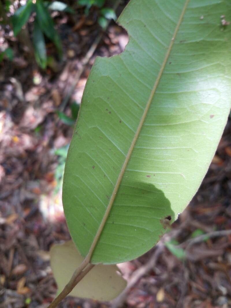 Cotylelobium melanoxylon — houseplant care guide