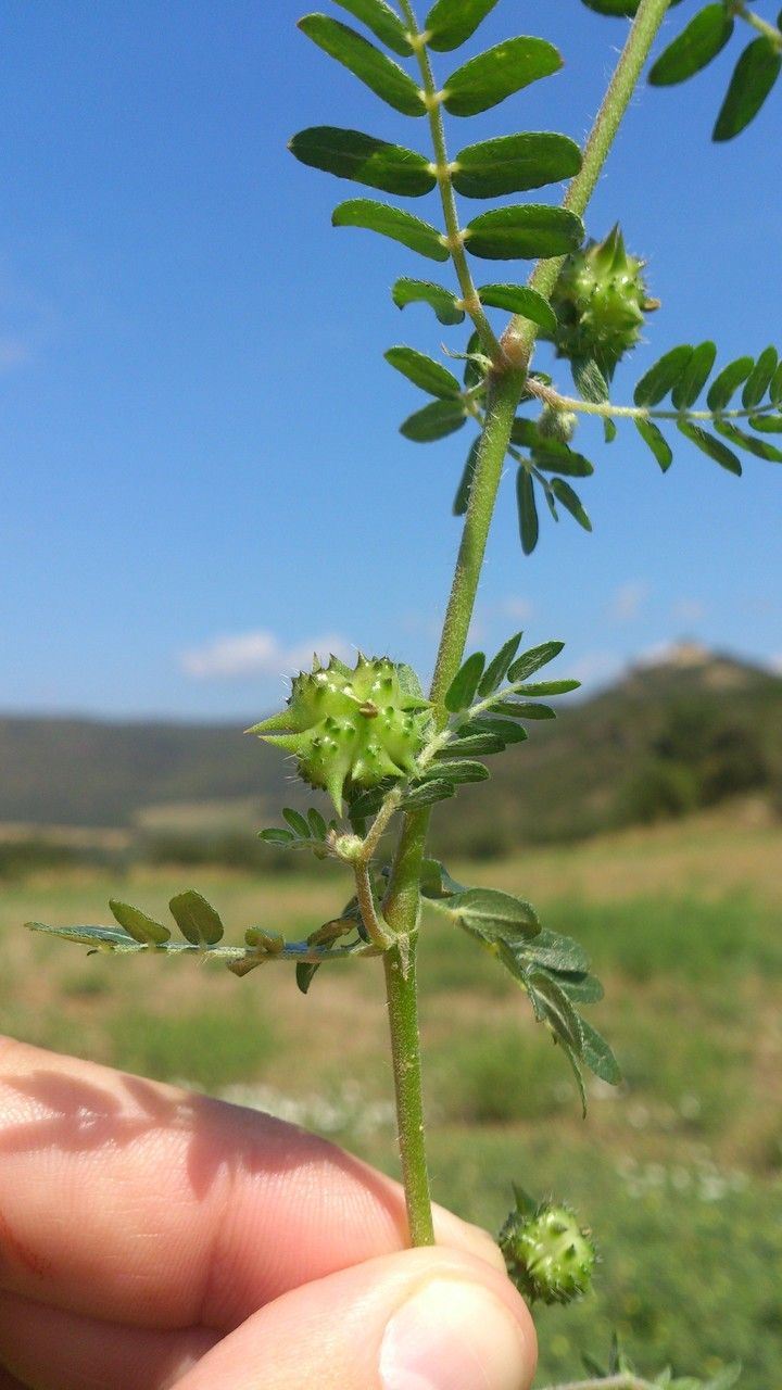 Tribulus terrestris fruit