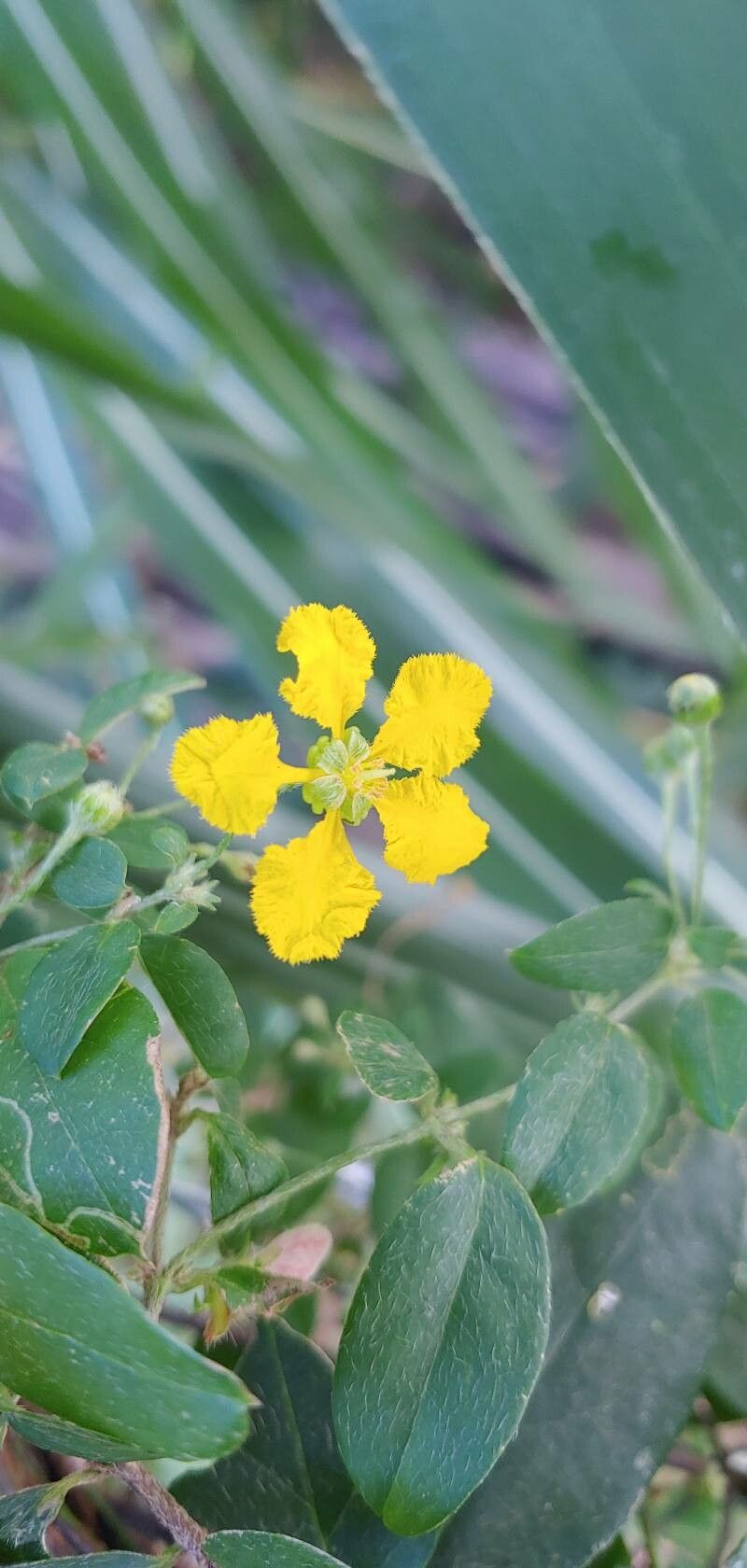 Stigmaphyllon ellipticum flower
