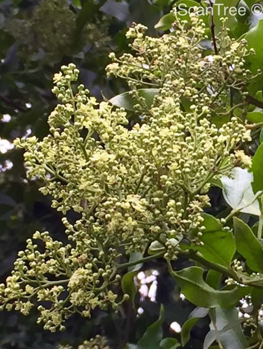 Vepris lanceolata flower