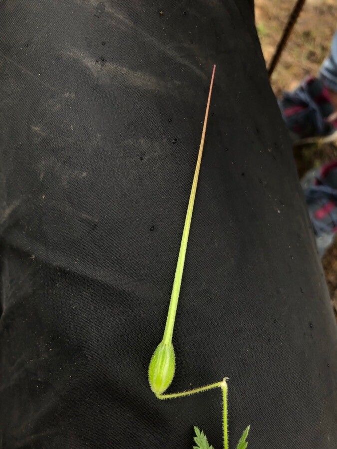 Erodium brachycarpum flower
