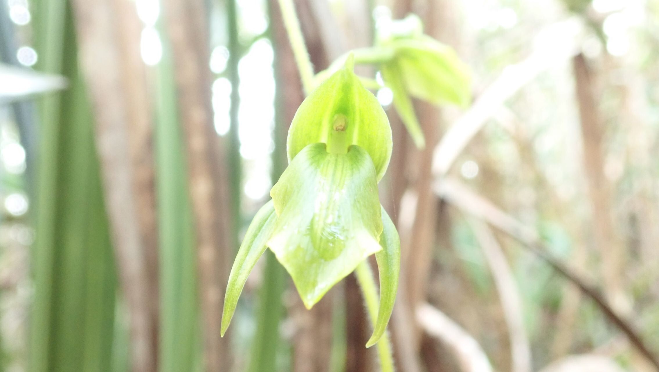 Achlydosa glandulosa flower