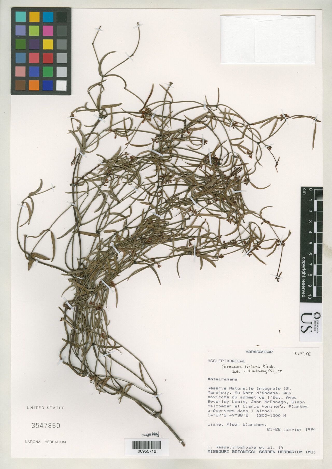 Secamone linearis — houseplant care guide