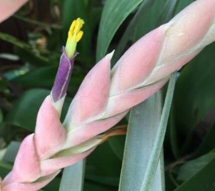 Tillandsia cretacea — houseplant care guide