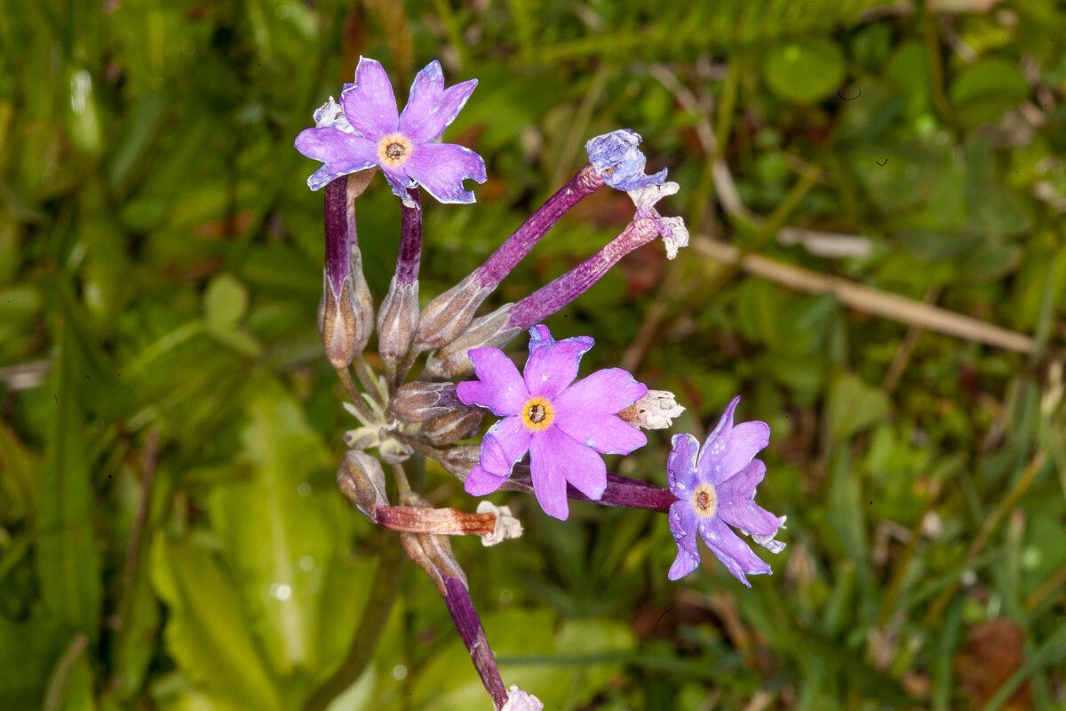Primula halleri — search result for 'Primula'