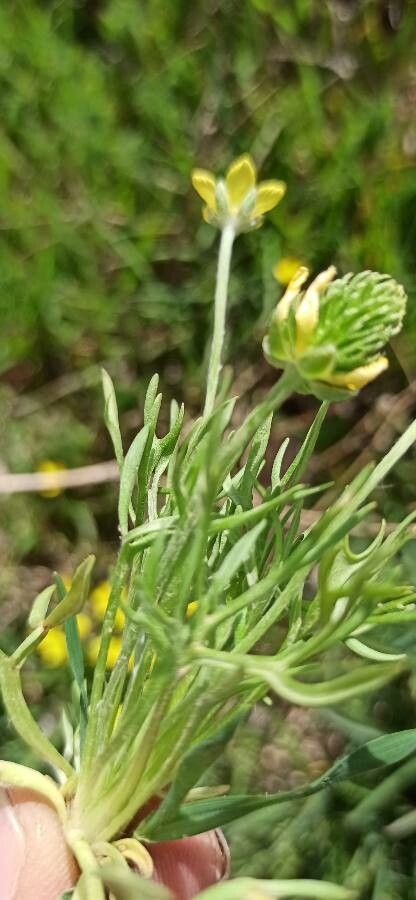 Ranunculus falcatus leaf
