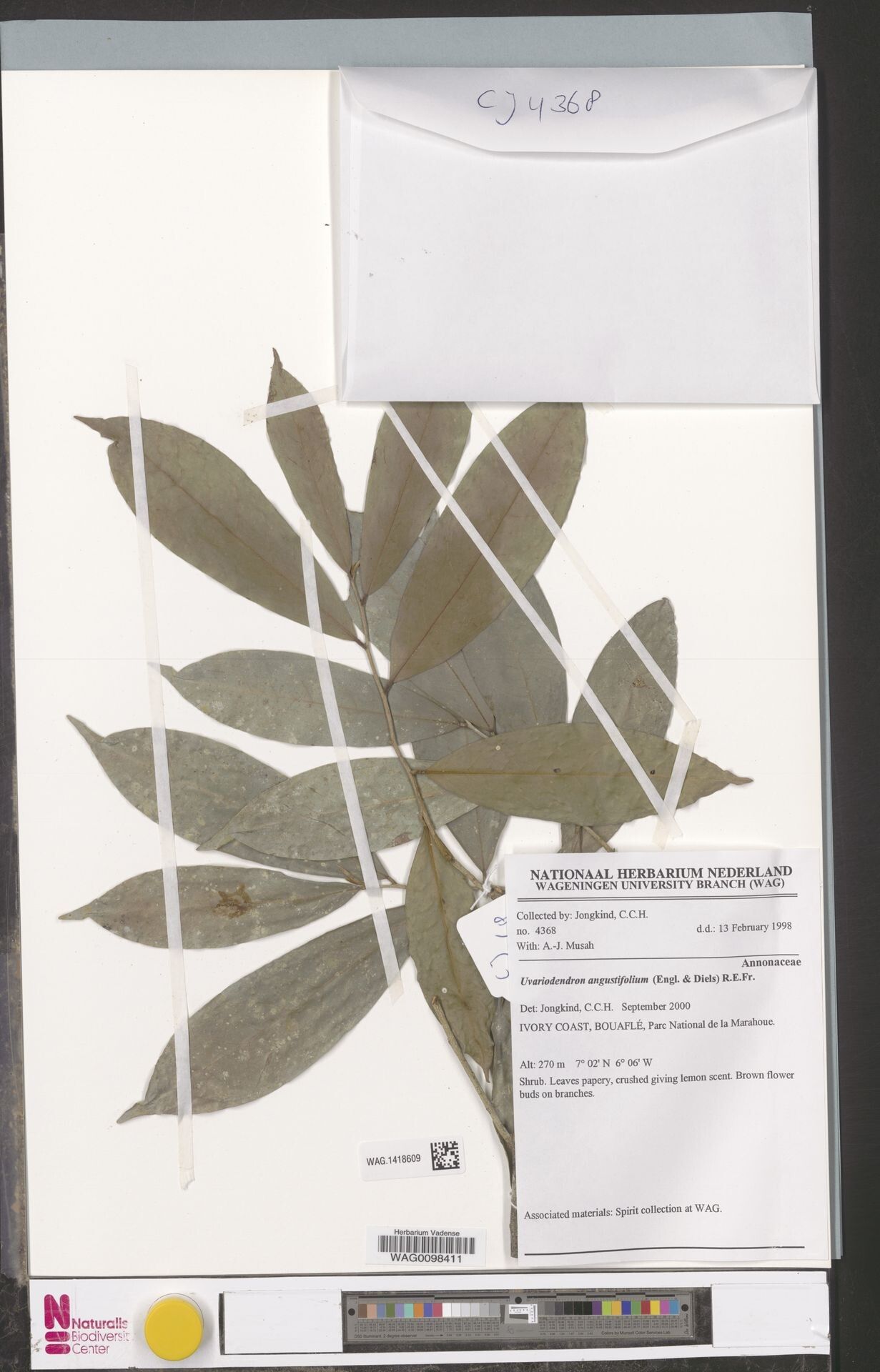 Uvariodendron angustifolium — related species from the same genus
