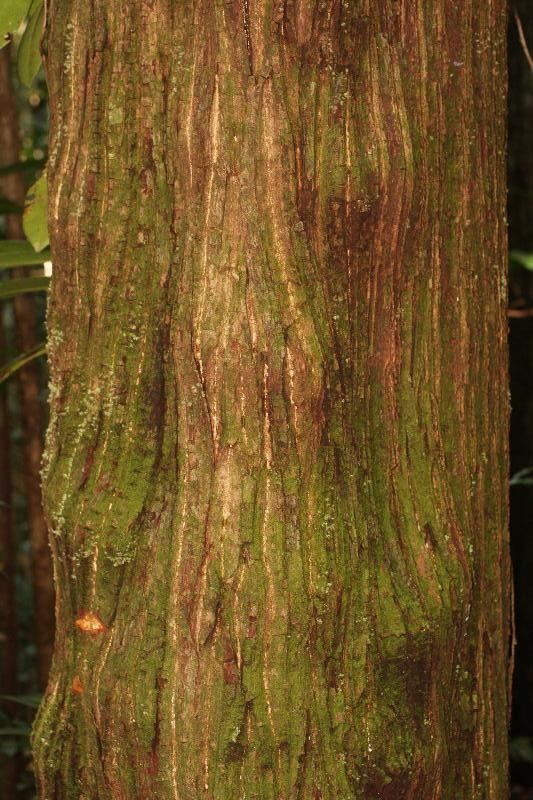 Manilkara huberi bark