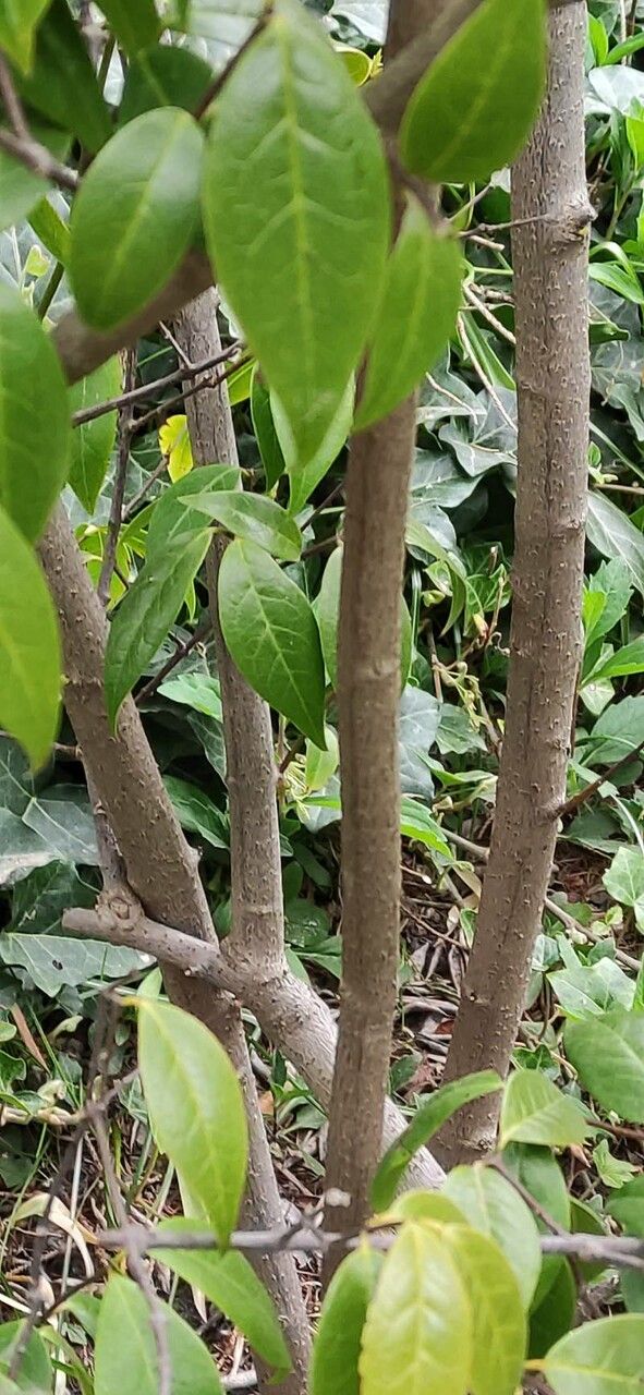 Chimonanthus nitens bark