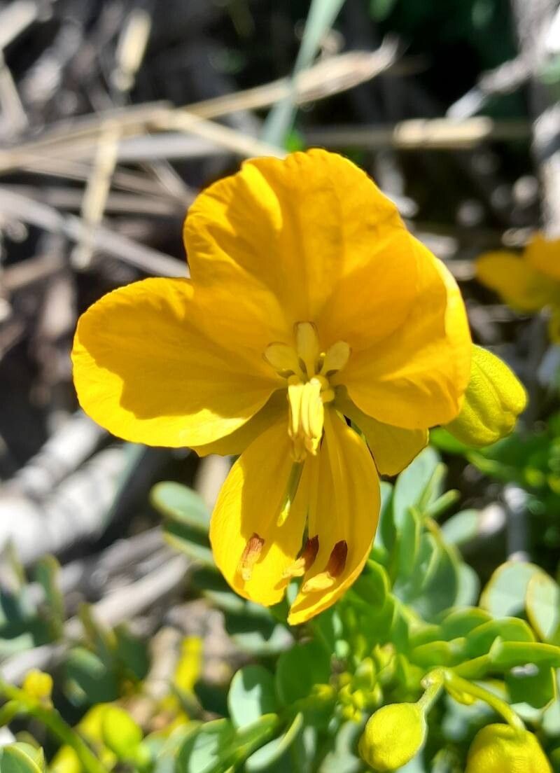 Senna arnottiana flower