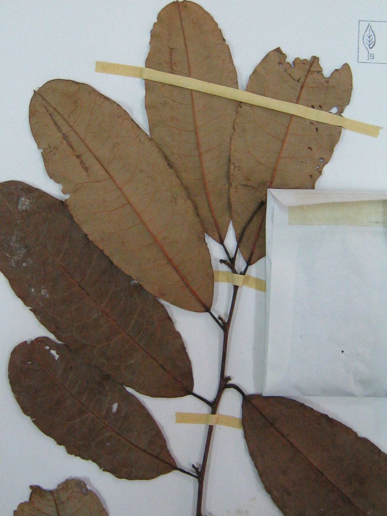 Mabea salicoides other