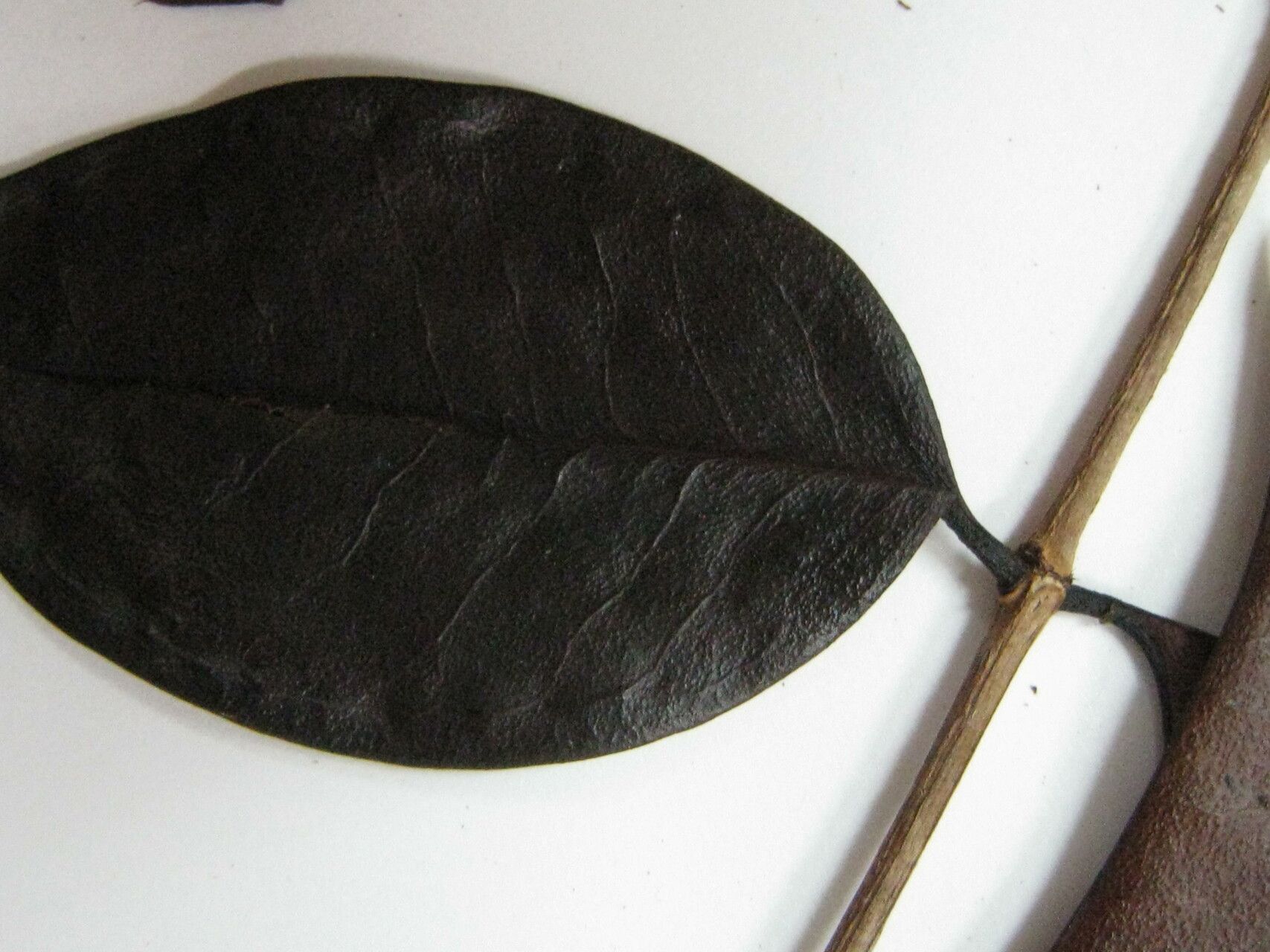 Mouriri guianensis other