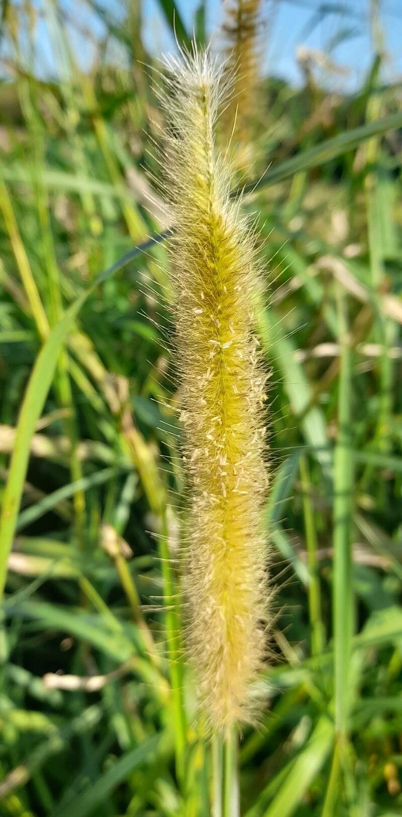 Setaria parviflora flower