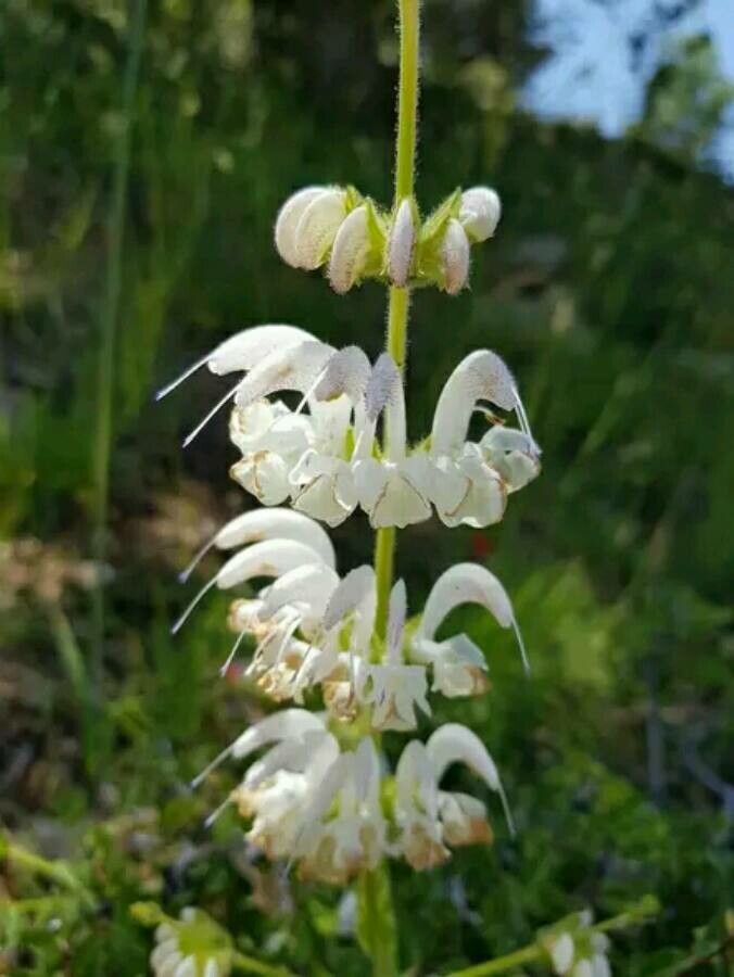 Salvia microstegia — search result for 'Israel'