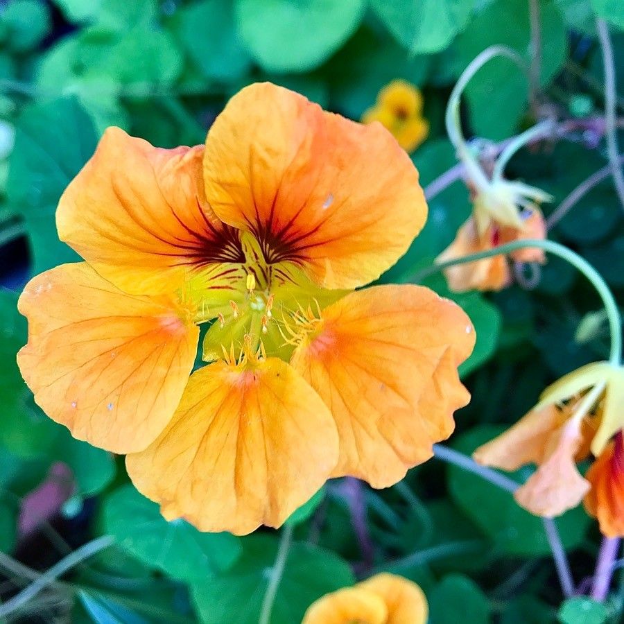 Tropaeolum peltophorum flower
