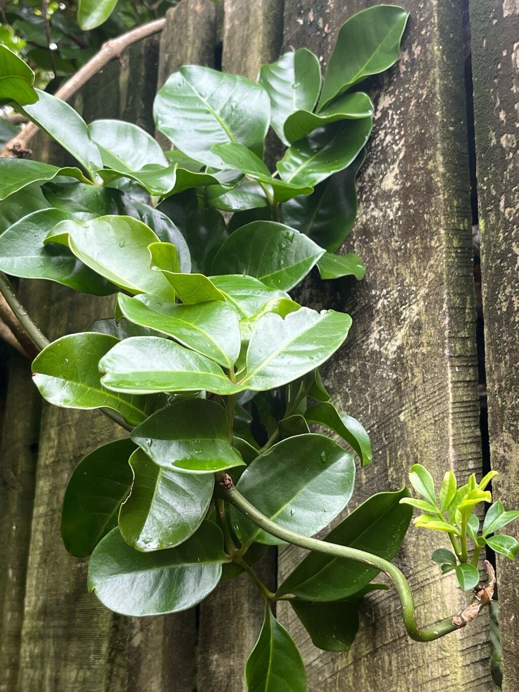 Tecomanthe speciosa leaf