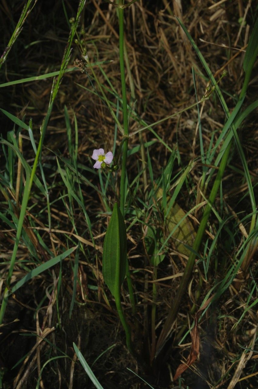 Damasonium alisma flower
