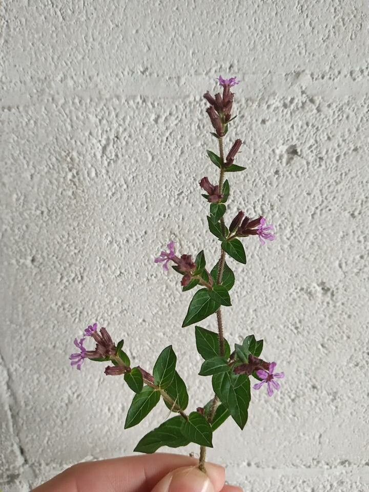 Cuphea acinos — related species from the same genus