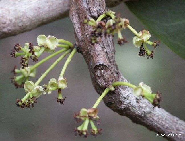 Litsea ripidion flower