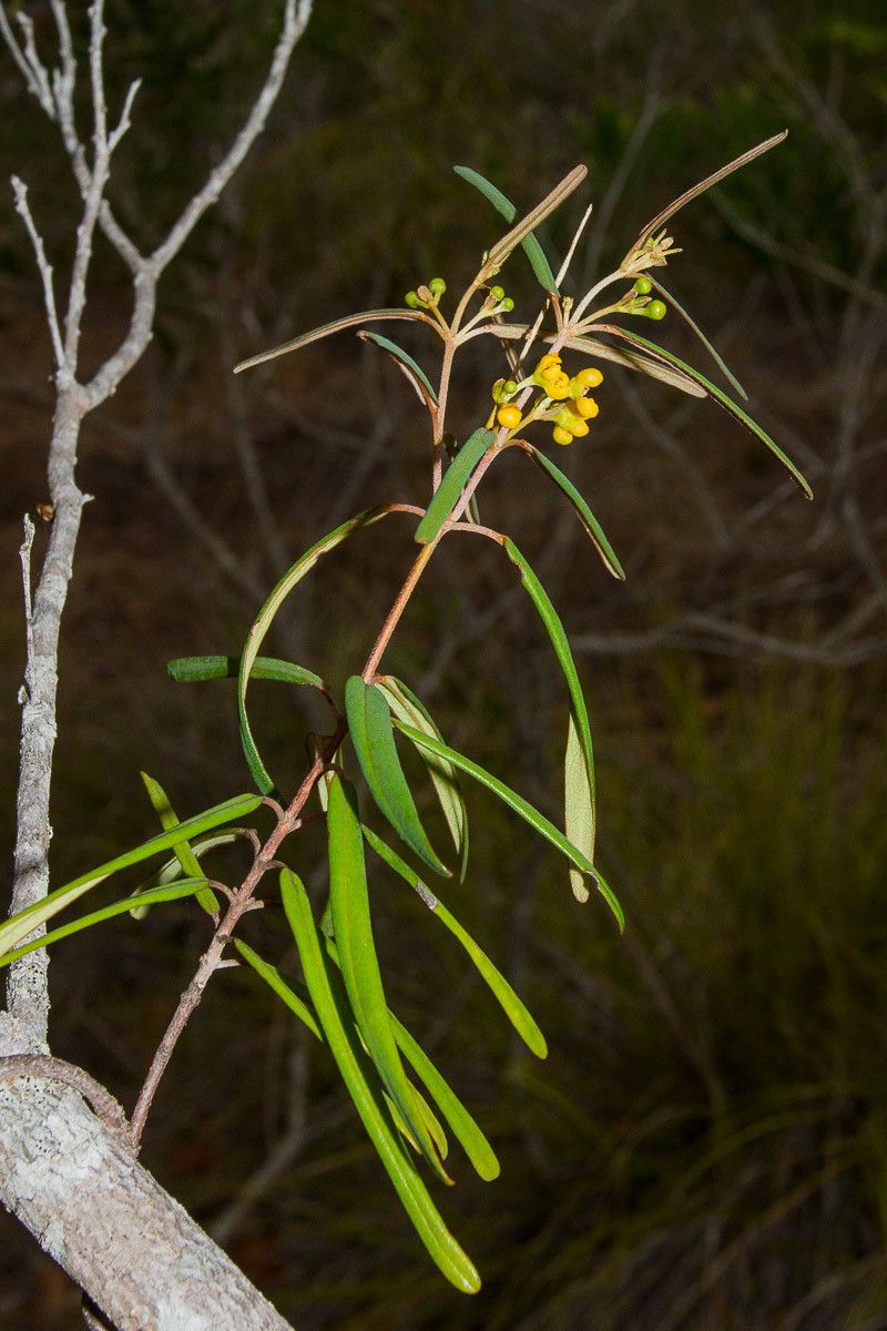 Stigmaphyllon gymnopodum habit