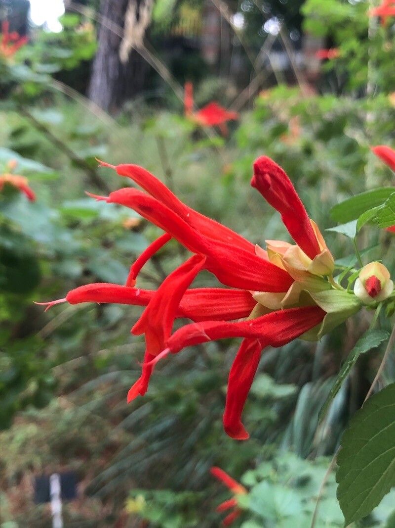 Salvia regla flower