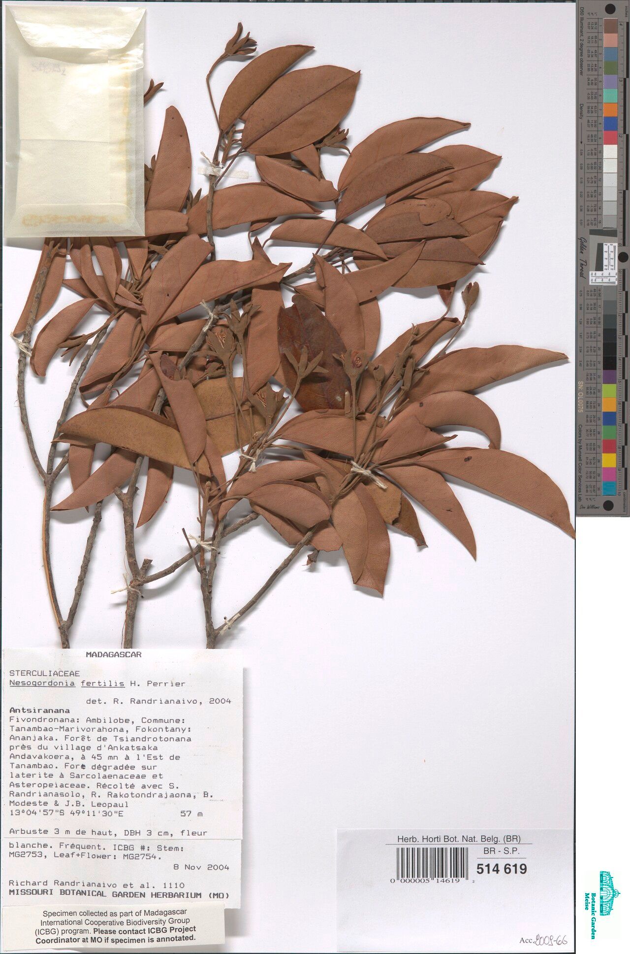 Nesogordonia fertilis — related species from the same genus