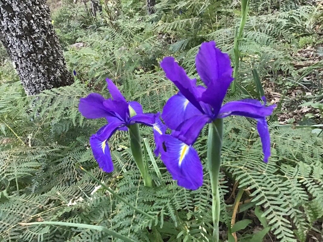 Iris jacquinii flower