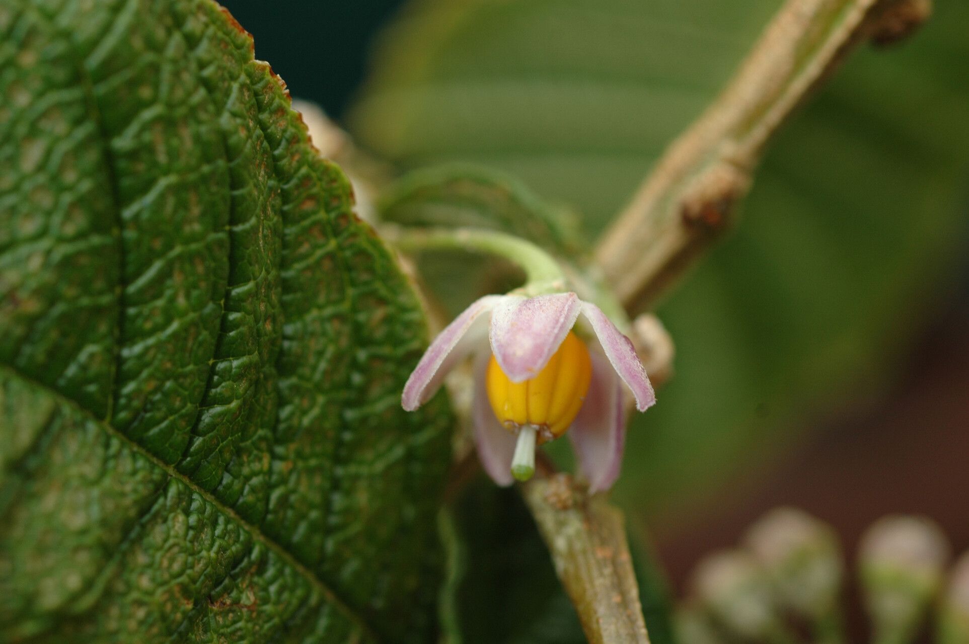 Solanum maturecalvans flower