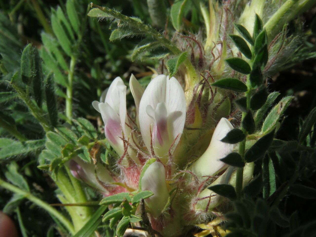 Astragalus sempervirens flower