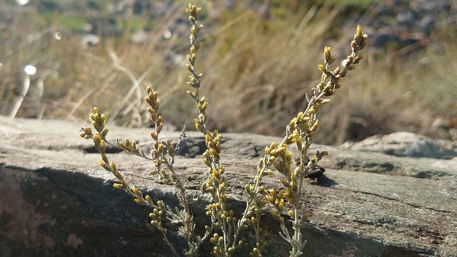 Artemisia herba-alba flower