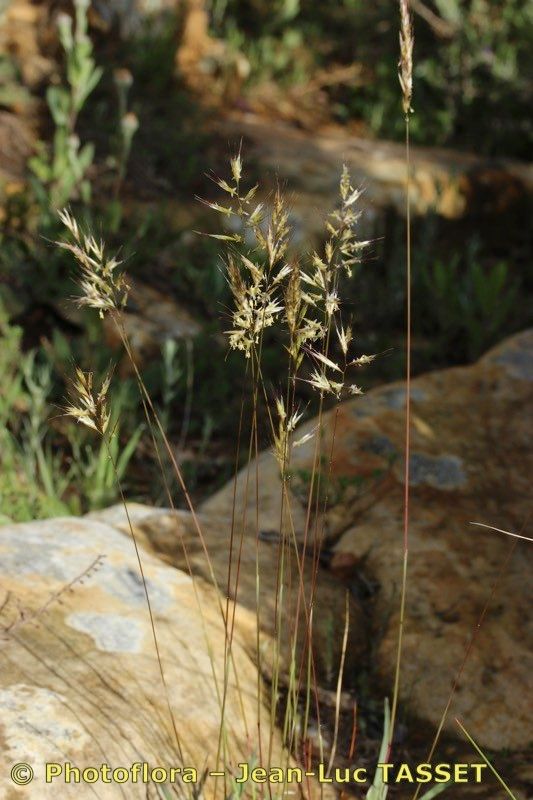 Helictochloa albinervis habit