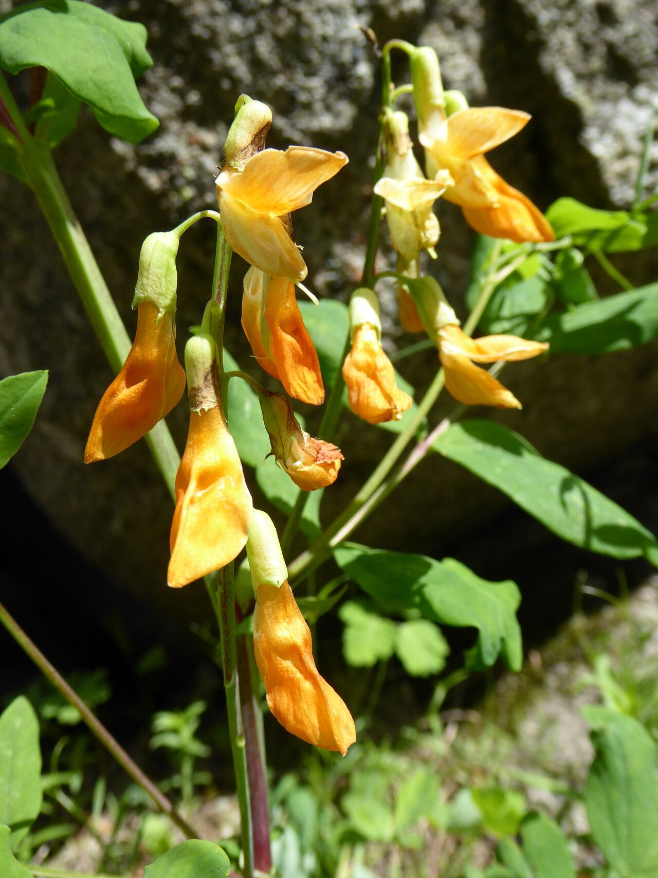 Lathyrus gmelinii — search result for 'Lathyrus'