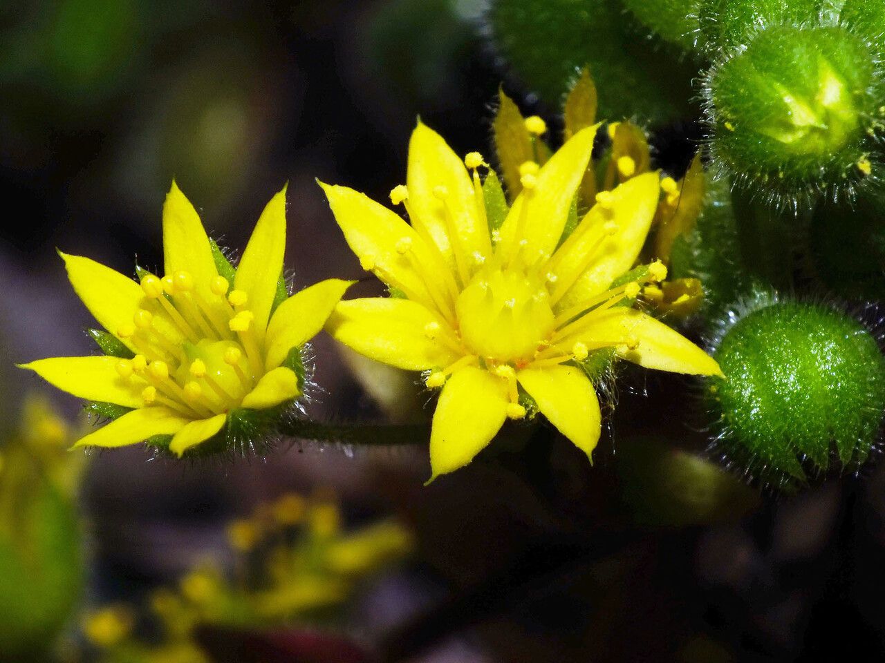 Aichryson laxum flower