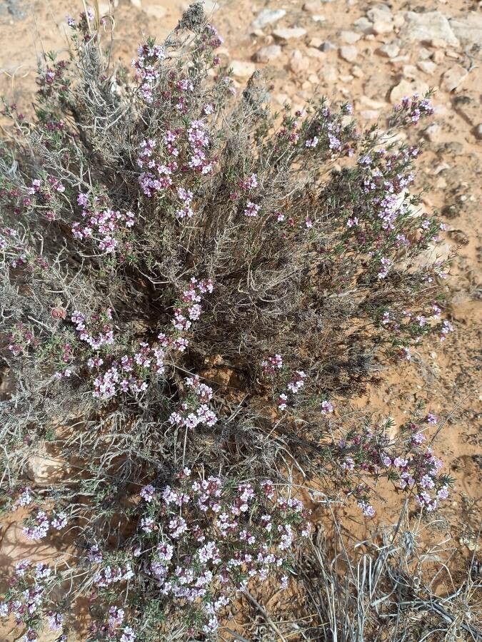 Thymus algeriensis leaf
