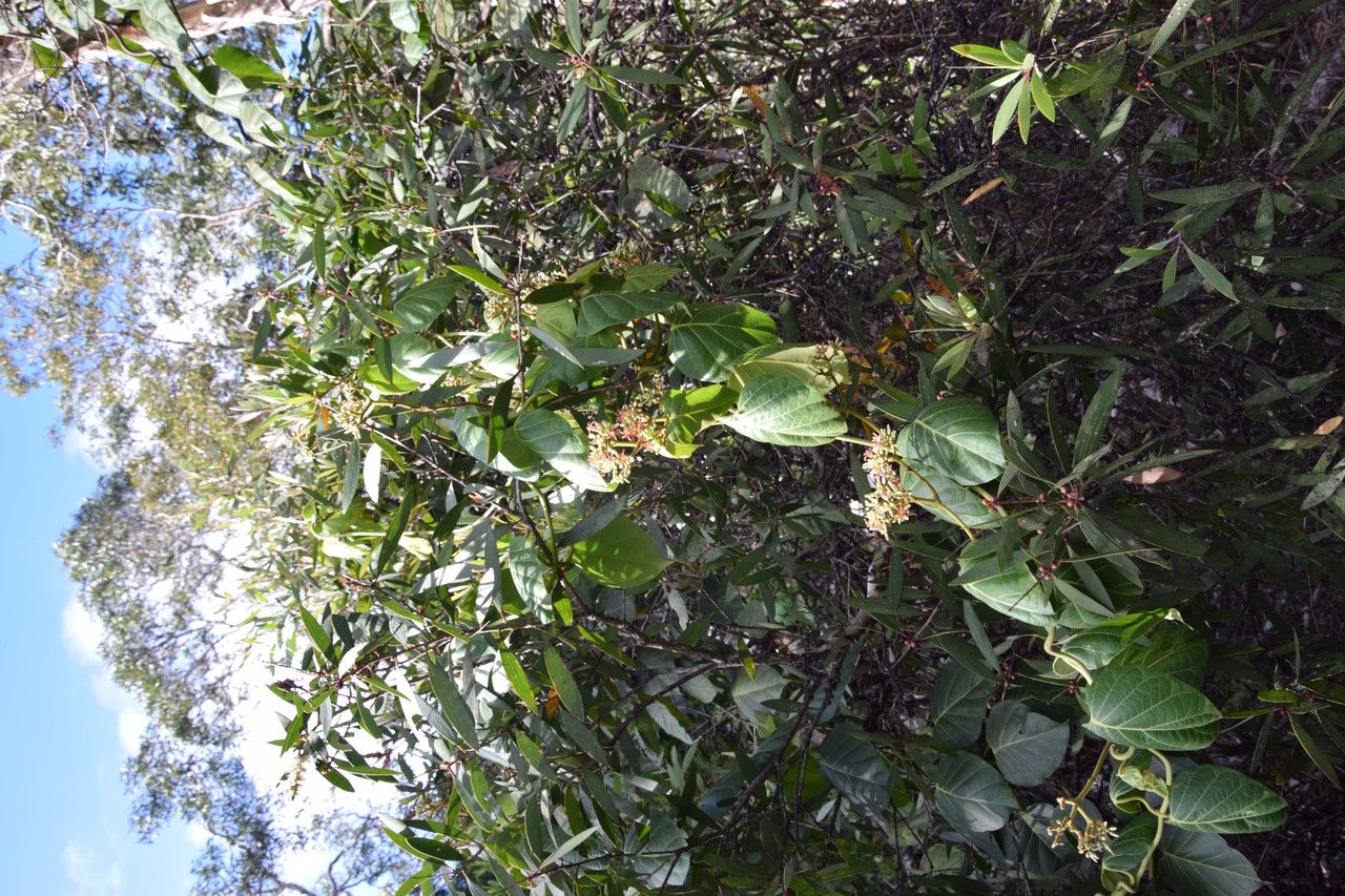 Parsonsia catalpicarpa habit