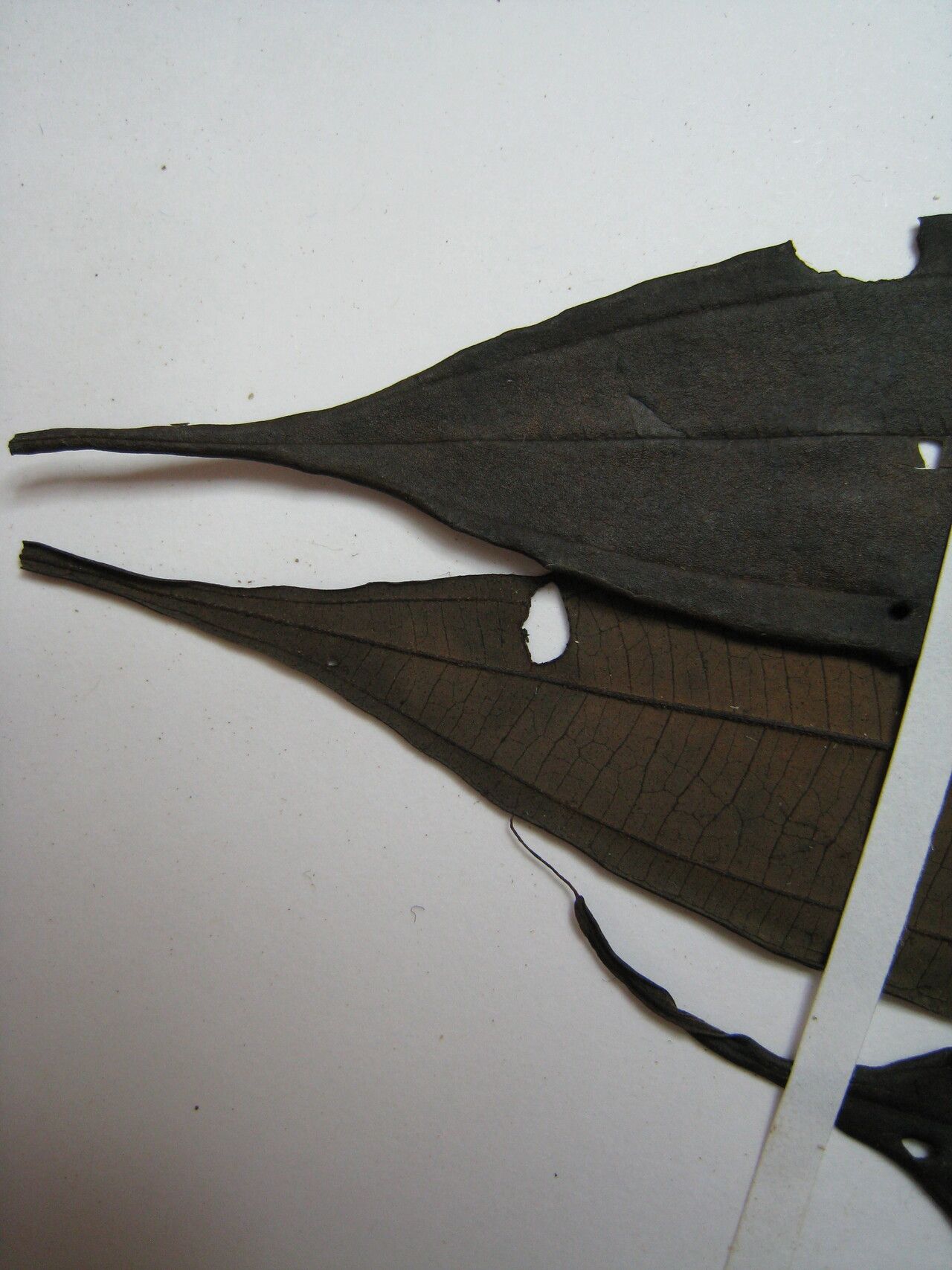 Miconia myriantha — houseplant care guide