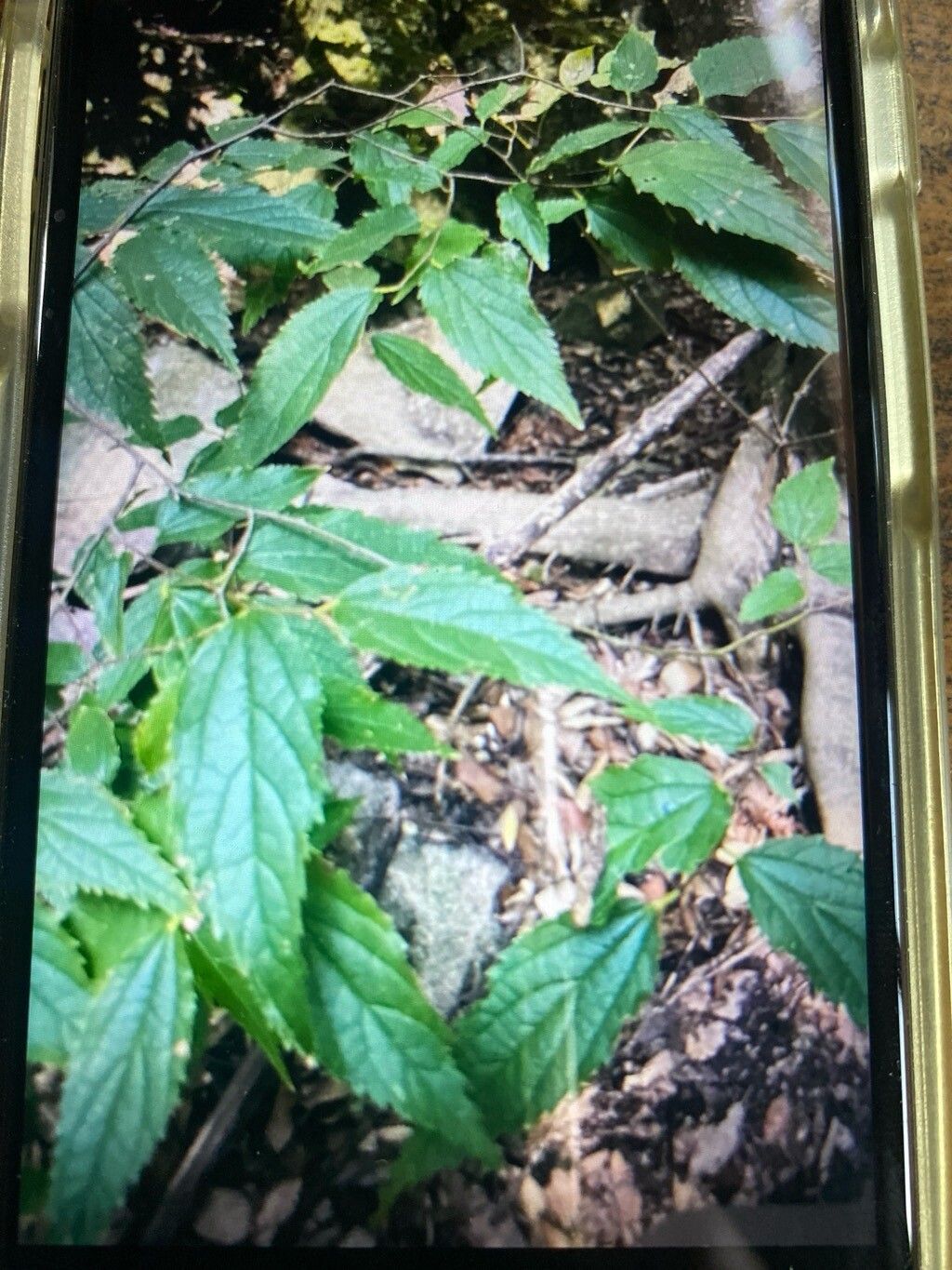 Celtis glabrata leaf