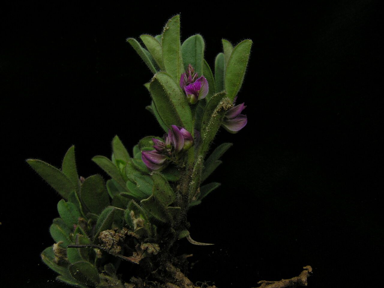 Polygala crotalarioides habit