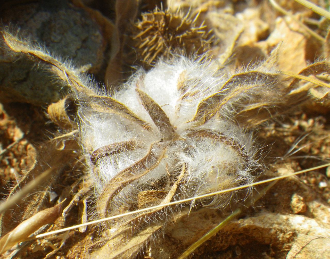 Plantago squarrosa fruit