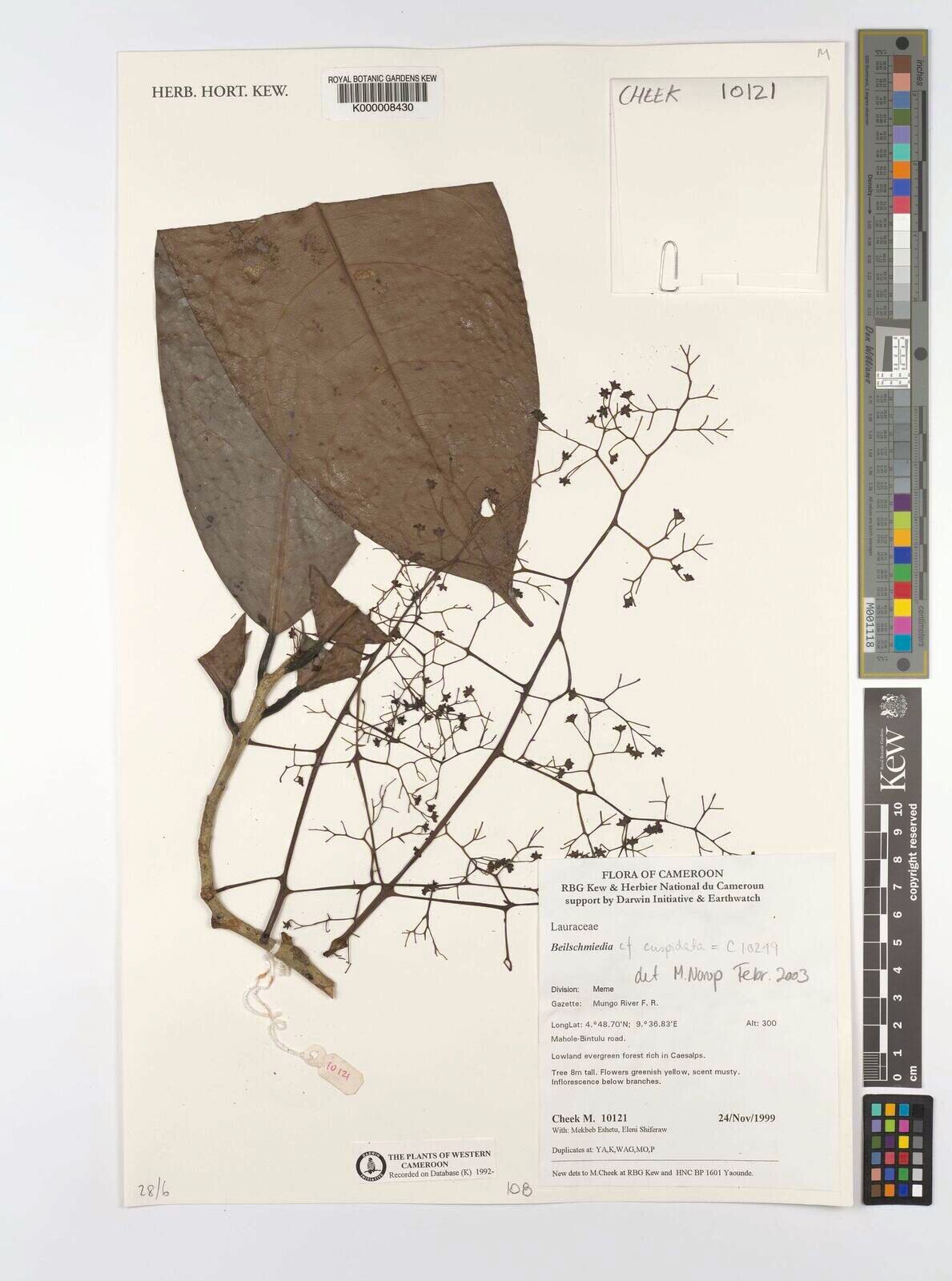 Beilschmiedia cuspidata — houseplant care guide
